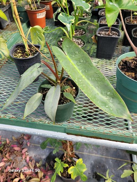 Philodendron Atabapoense