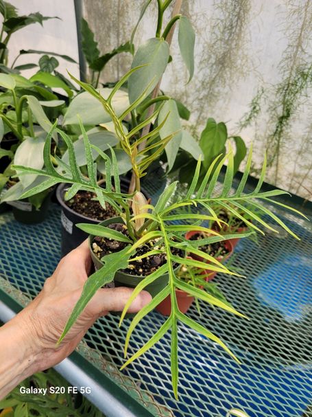 Philodendron Tortum