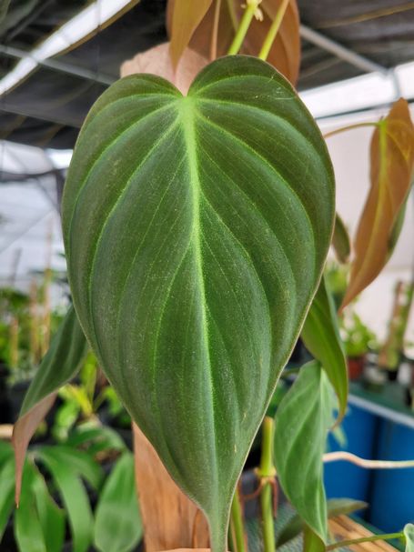 Philodendron Micans