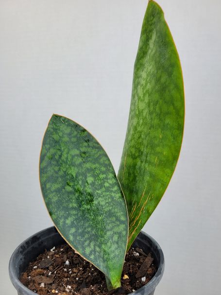 Sansevieria Masoniona