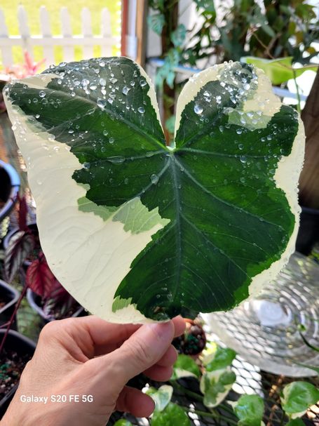 Alocasia Mickey Mouse