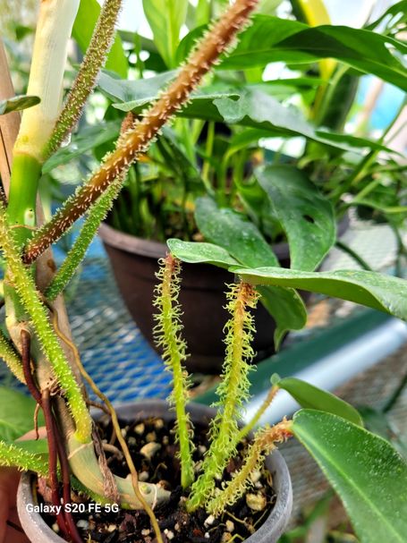 Philodendron Squamiferum
