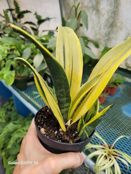 Sansevieria Gold Flame