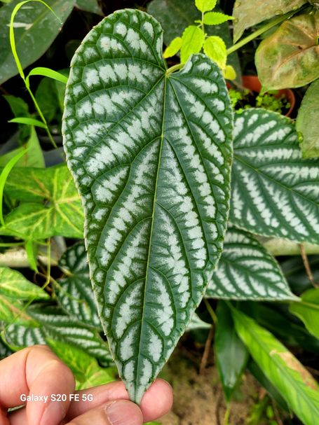 Cissus Discolor