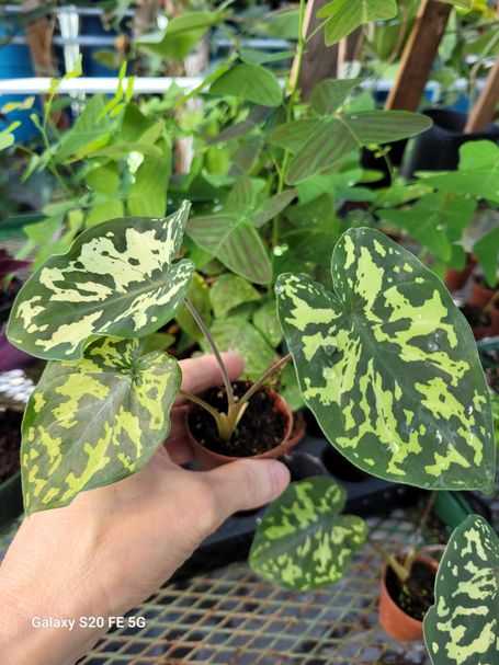 Alocasia Hilo Beauty