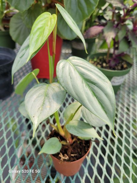 Philodendron Soderol