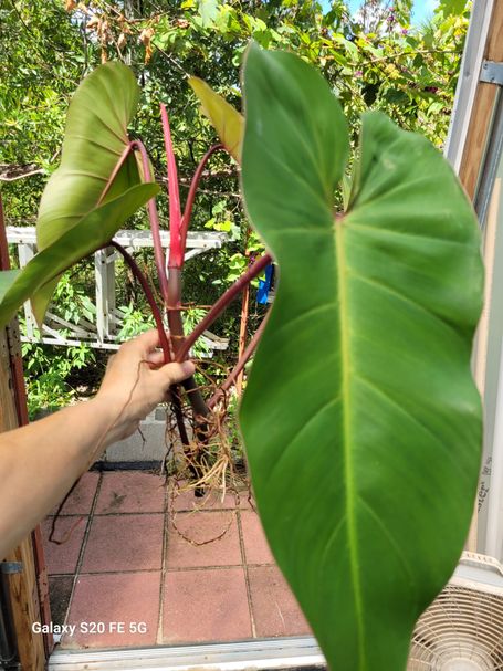 Philodendron Red Emerald