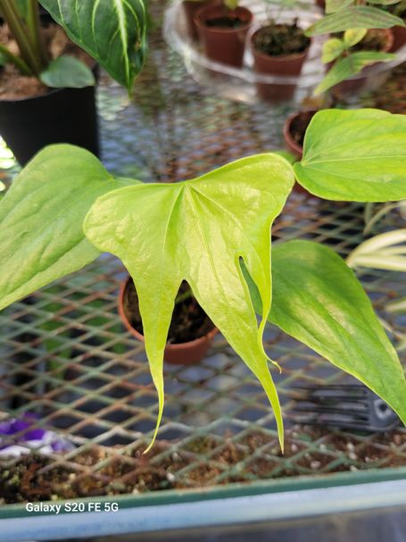 Anthurium Fingers